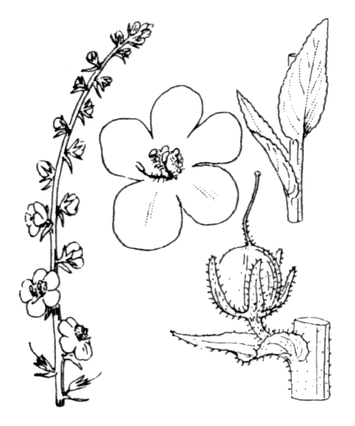 Verbascum virgatum Stokes - illustration de coste