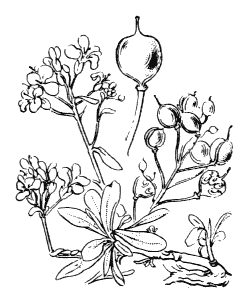 Hormathophylla saxigena (Jord. & Fourr.) D.A.German & Govaerts - illustration de coste