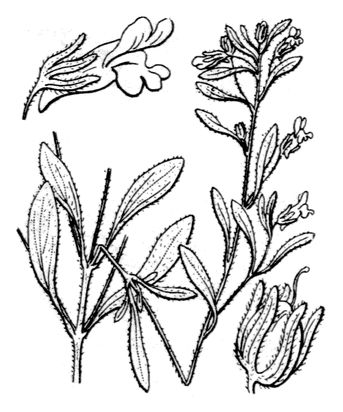 Chaenorhinum minus (L.) Lange subsp. minus - illustration de coste