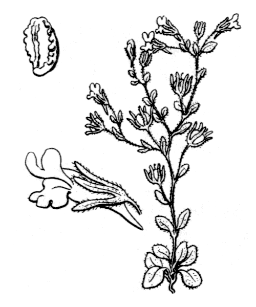 Illustration de Coste