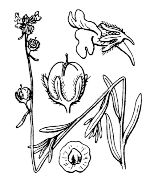 Linaria simplex (Willd.) DC. - illustration de coste