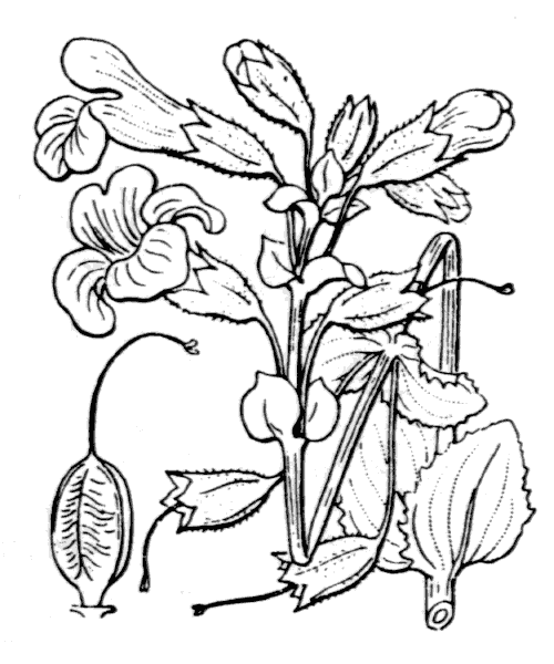 Illustration de Coste