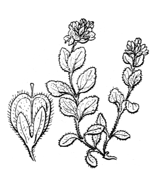 Veronica alpina L. - illustration de coste