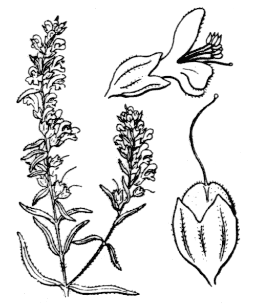 Odontites luteus (L.) Clairv. - illustration de coste