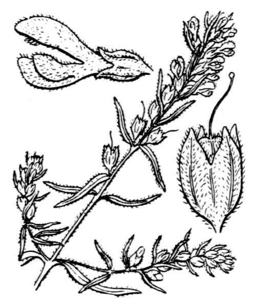 Odontites jaubertianus (Boreau) D.Dietr. ex Walp. - illustration de coste