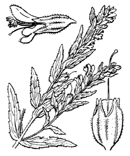 Illustration de Coste