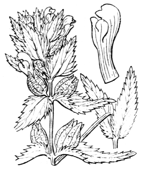 Illustration de Coste