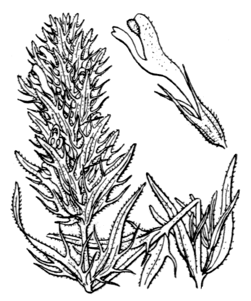 Melampyrum arvense L. - illustration de coste