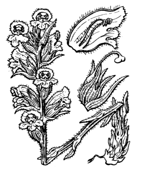 Orobanche gracilis Sm. - illustration de coste