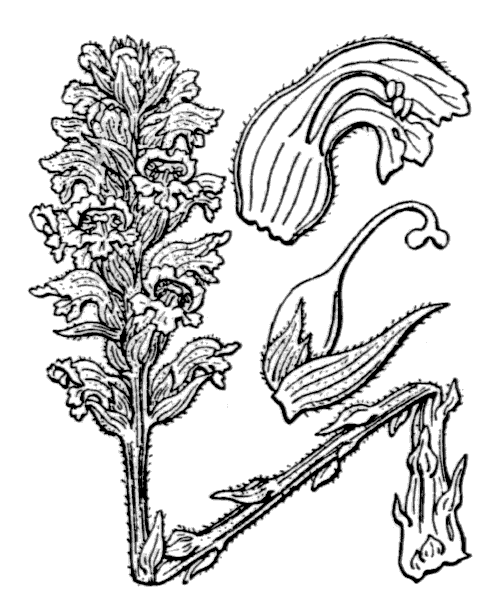 Illustration de Coste