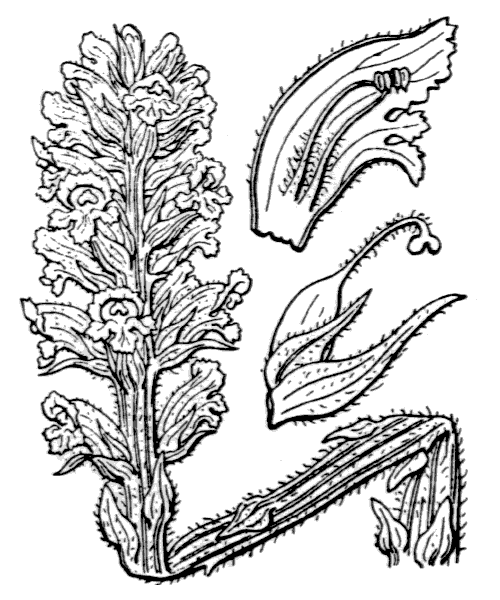 Illustration de Coste