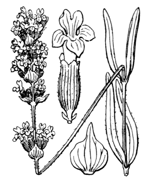 Lavandula angustifolia Mill. subsp. angustifolia - illustration de coste