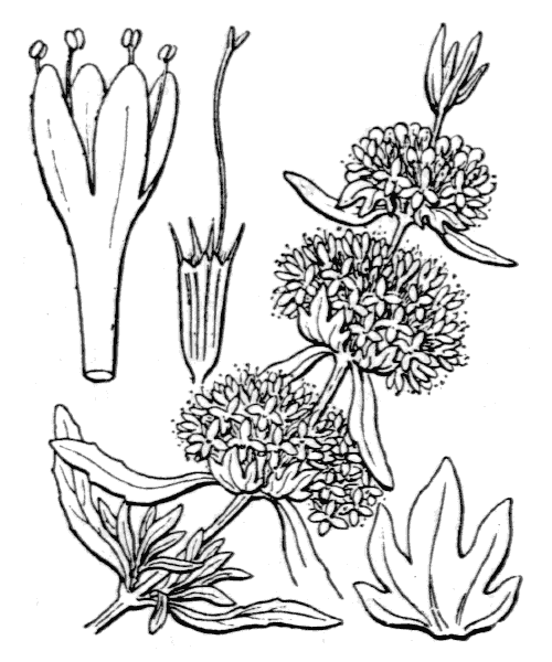 Illustration de Coste