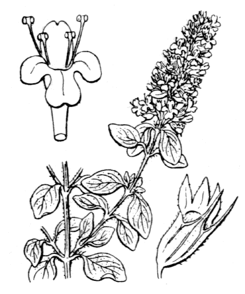 Thymus pulegioides subsp. montanus (Benth.) Ronniger - illustration de coste
