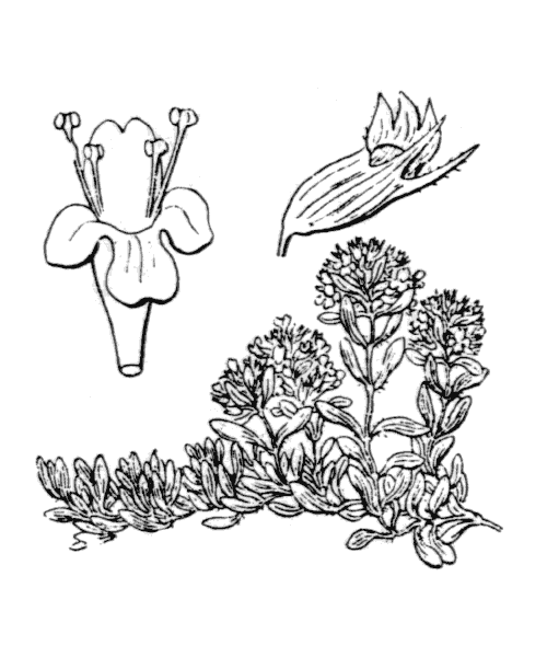 Illustration de Coste