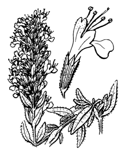Hyssopus officinalis subsp. canescens (DC.) Nyman - illustration de coste