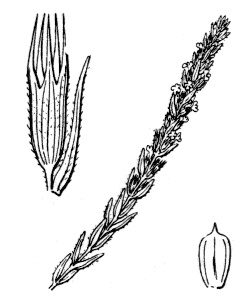 Illustration de Coste