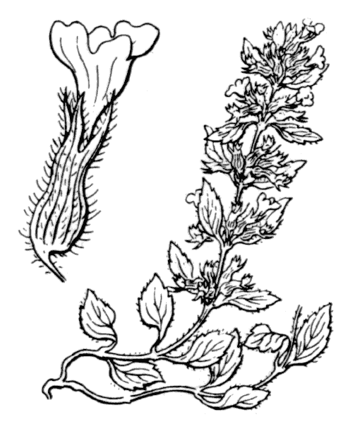 Illustration de Coste