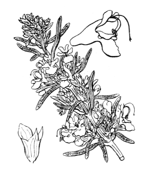 Illustration de Coste