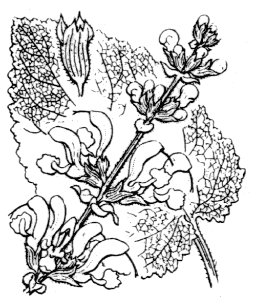 Salvia pratensis L. - illustration de coste