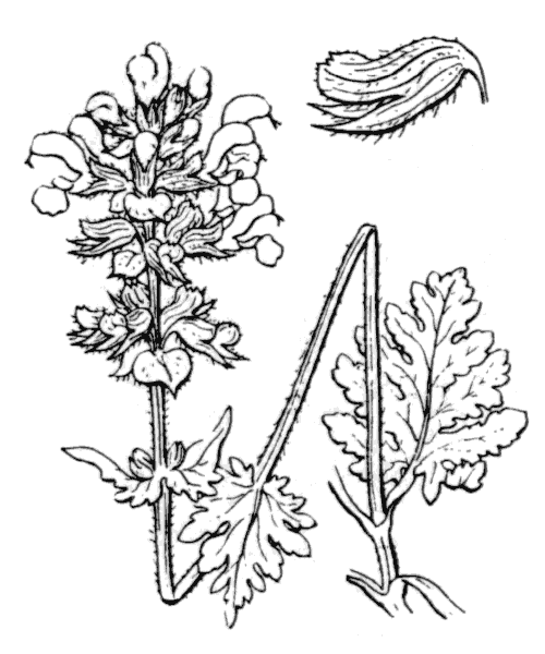 Salvia verbenaca subsp. clandestina (L.) Batt. - illustration de coste