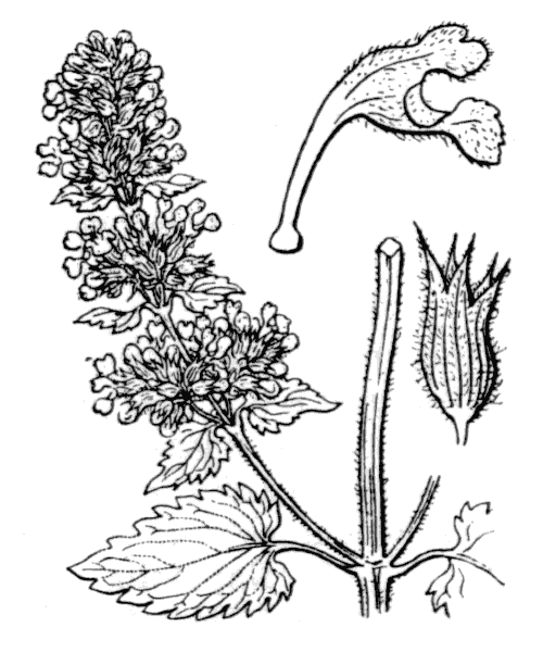 Illustration de Coste