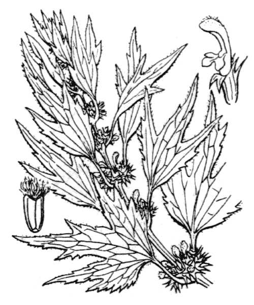 Illustration de Coste