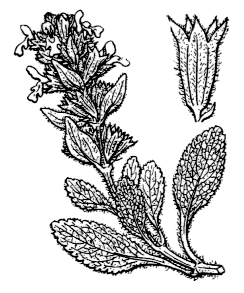 Illustration de Coste