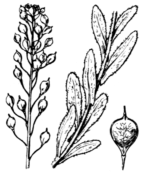 Camelina microcarpa subsp. sylvestris (Wallr.) Hiitonen - illustration de coste
