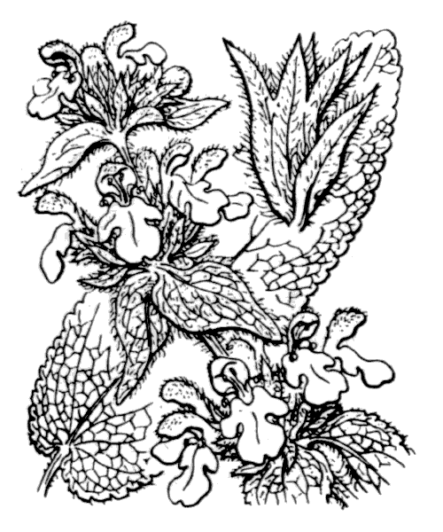 Illustration de Coste