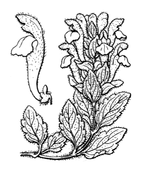 Illustration de Coste