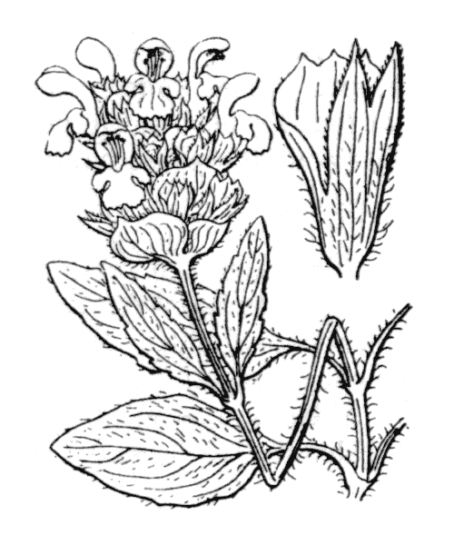 Prunella grandiflora (L.) Schöller - illustration de coste