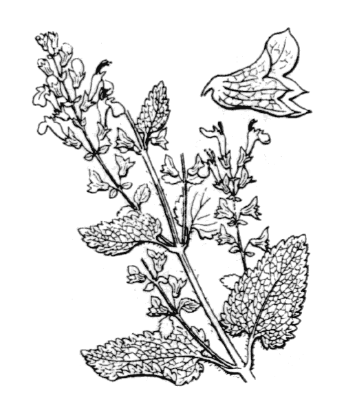Teucrium scorodonia L. - illustration de coste