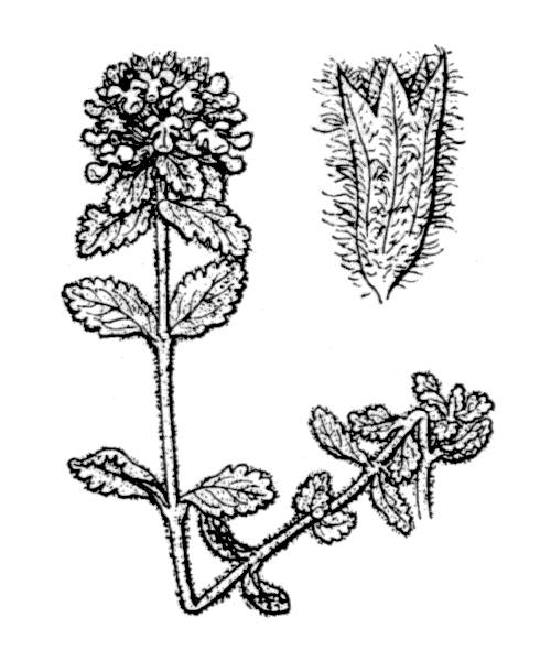 Illustration de Coste