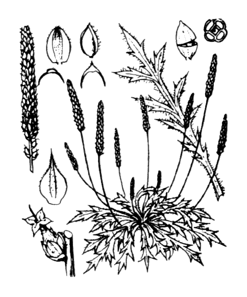 Illustration de Coste