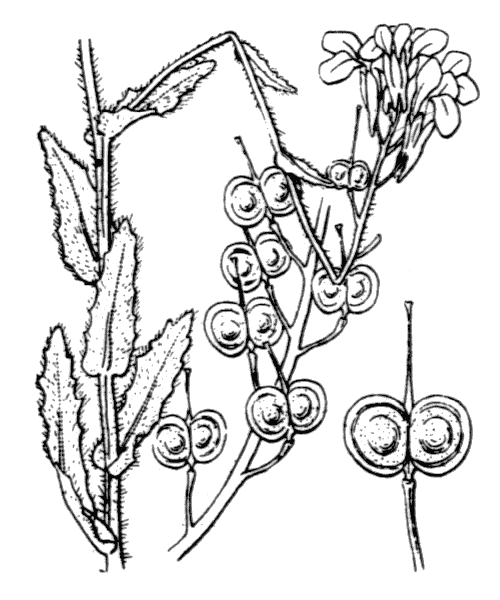 Biscutella cichoriifolia Loisel. - illustration de coste