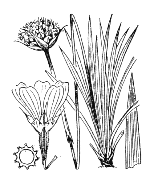 Illustration de Coste