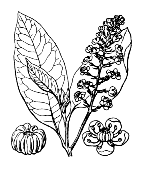 Phytolacca americana L. - illustration de coste
