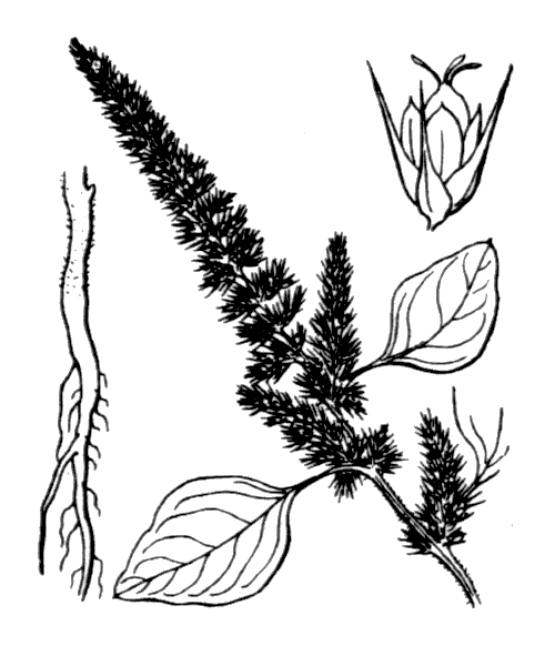 Amaranthus hybridus L. subsp. hybridus var. hybridus - illustration de coste