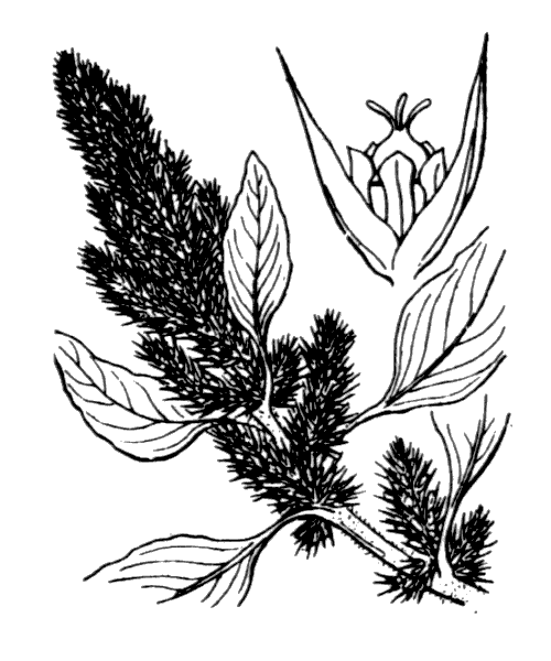 Illustration de Coste