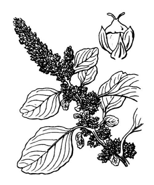 Illustration de Coste