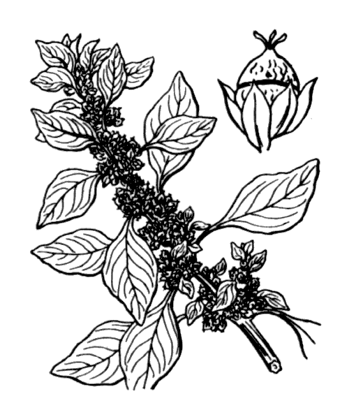 Amaranthus graecizans subsp. silvestris (Vill.) Brenan - illustration de coste