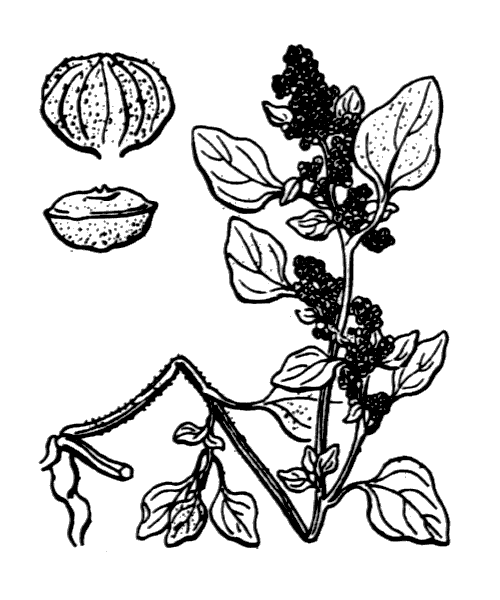 Illustration de Coste