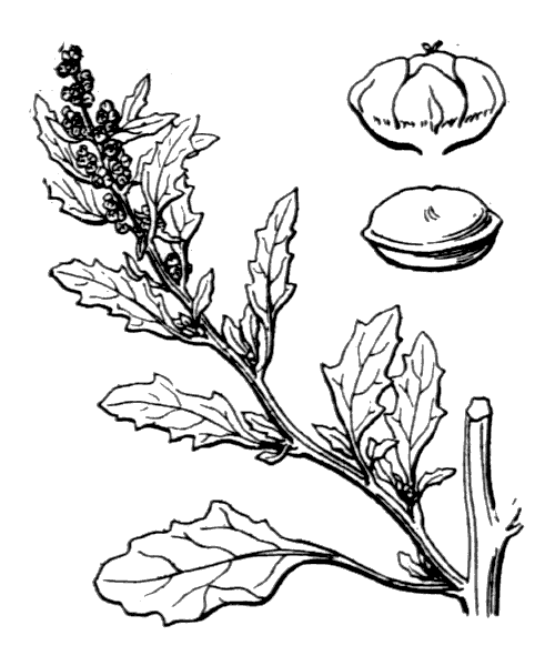 Illustration de Coste