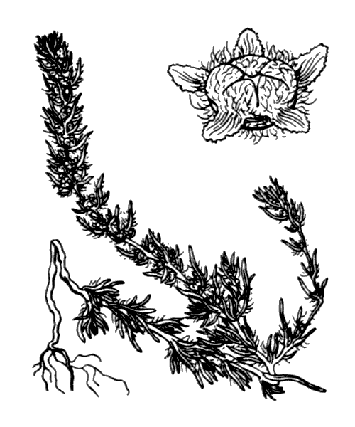 Bassia laniflora (S.G.Gmel.) A.J.Scott - illustration de coste