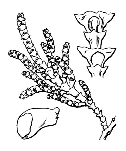 Arthrocnemum macrostachyum (Moric.) K.Koch - illustration de coste