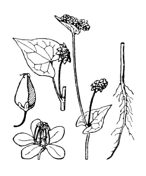 Fagopyrum esculentum Moench - illustration de coste