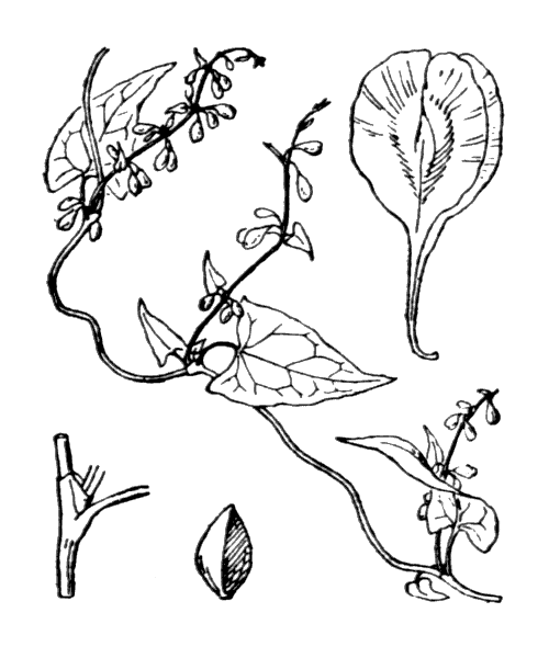 Illustration de Coste