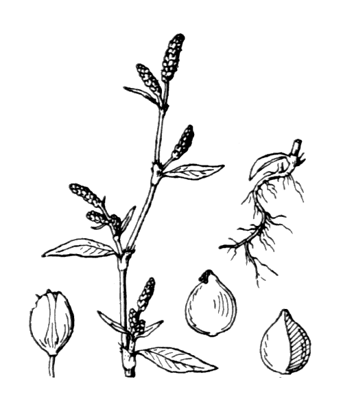 Persicaria maculosa Gray - illustration de coste