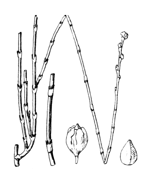 Illustration de Coste